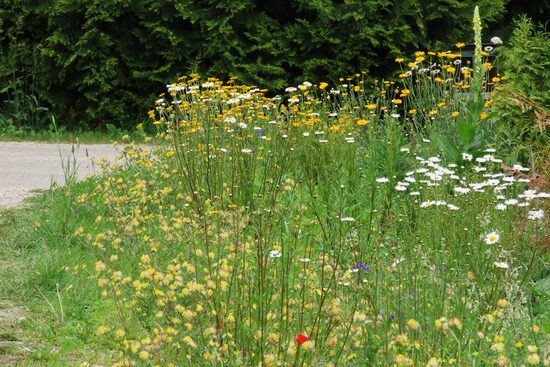 50 g – raibais dārza un laukmalu mikslis (sēklu maisījums Nr.6)