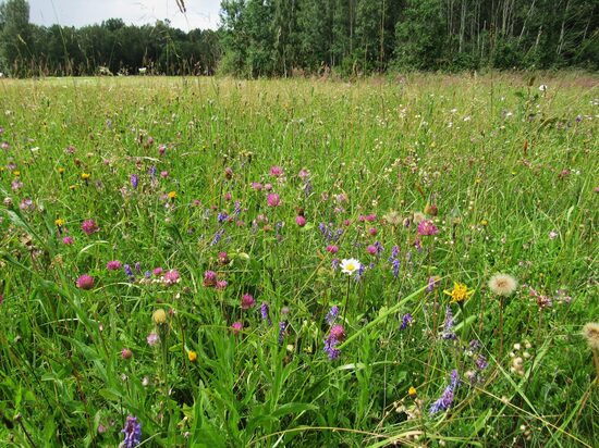 50 g – mēreni mitrs, mēreni auglīgs zālājs (sēklu maisījums Nr.1)