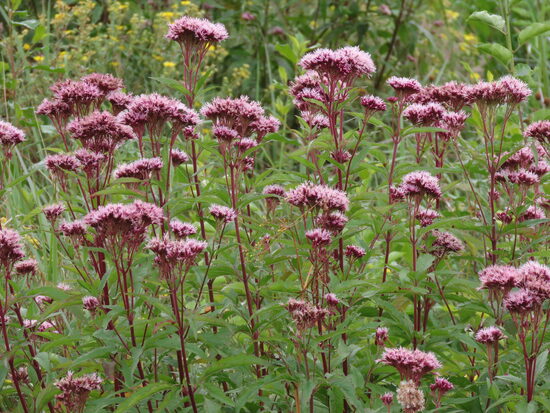 Konkrētu pļavu augu sēklas