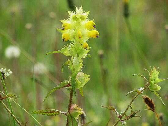 Lielā zvaguļa (Rhinanthus serotina) sēklas, 50 g