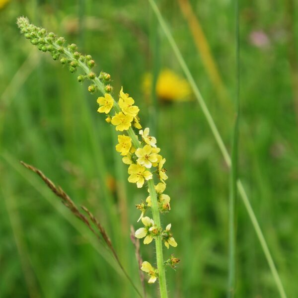 Ārstniecības ancītis Agrimonia eupatoria