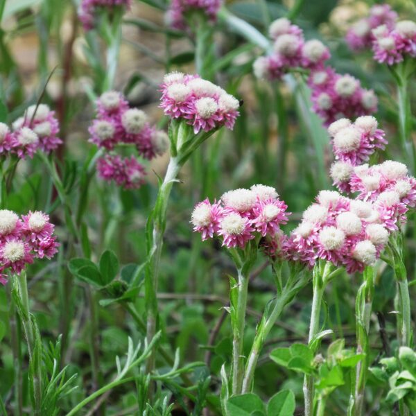 Divmāju kaķpēdiņa Antennaria dioica