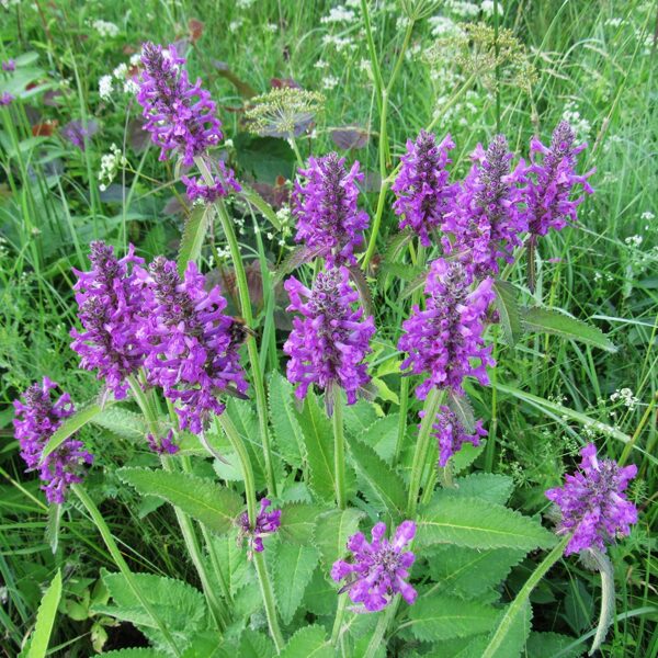 Ārstniecības pātaine Betonica officinalis