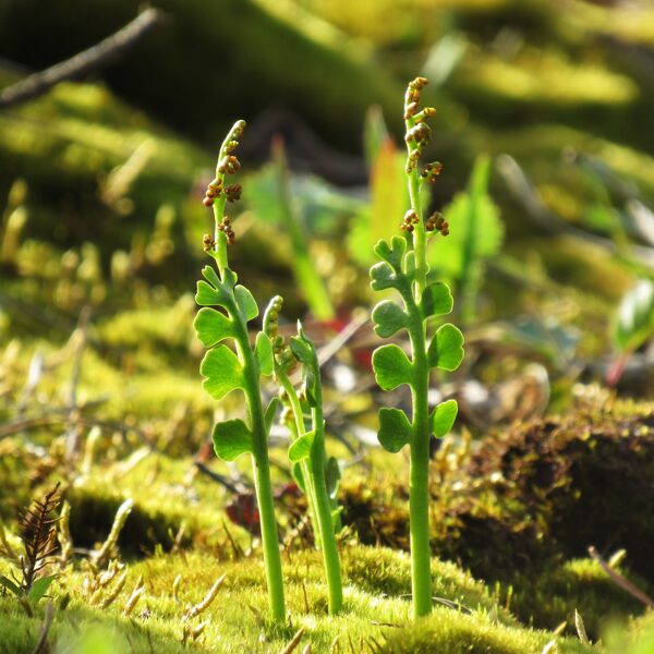 Pusmēness ķekarpaparde Botrychium lunaria