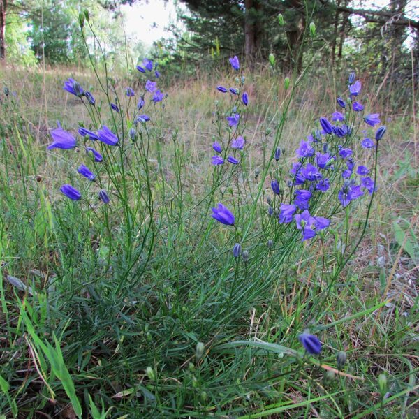 Apaļlapu pulkstenīte Campanula rotundifolia