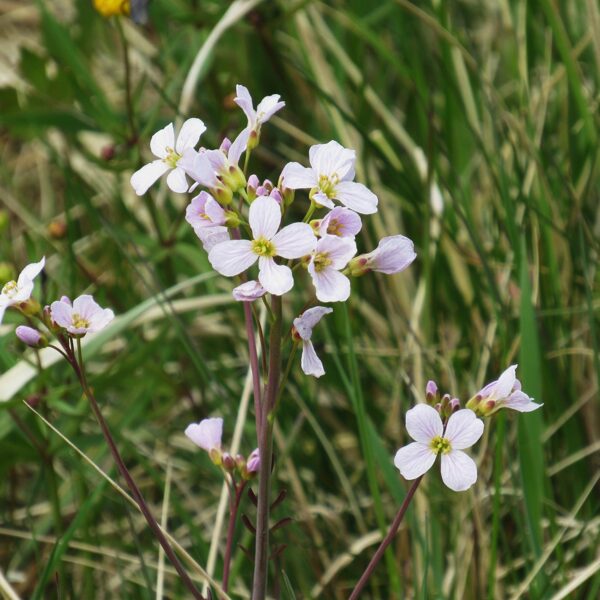 Pļavas ķērsa Cardamine pratensis