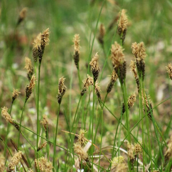 Pavasara grīslis Carex caryophyllea
