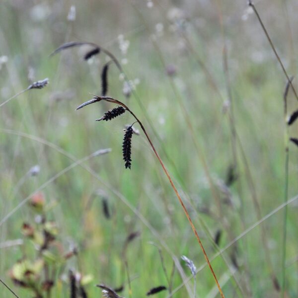 Zilganais grīslis Carex flacca