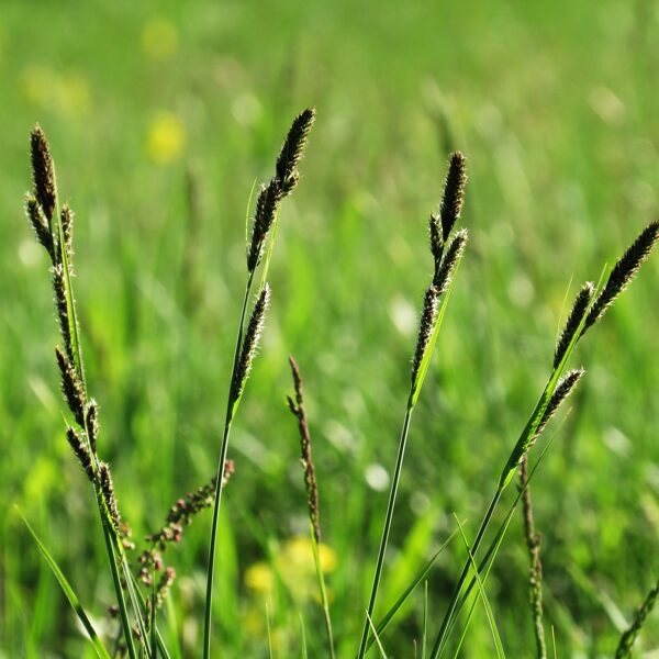 Hartmaņa grīslis Carex hartmanii