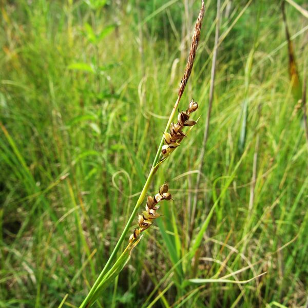 Sāres grīslis Carex panicea