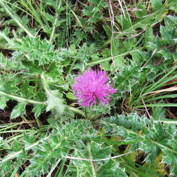 Zemais dadzis Cirsium acaule