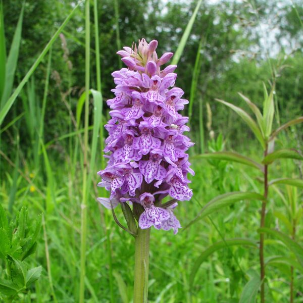 *Baltijas dzegužpirkstīte Dactylorhiza baltica