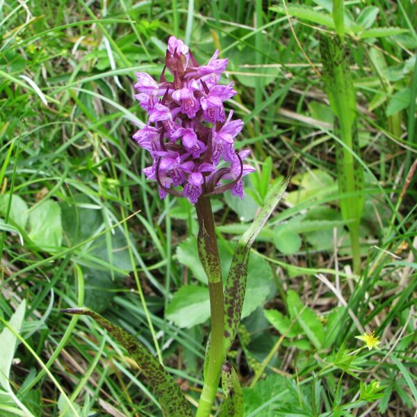 *Asinssarkanā dzegužpirkstīte Dactylorhiza cruenta
