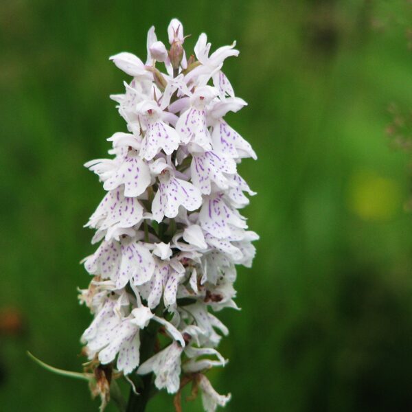 *Plankumainā dzegužpirkstīte Dactylorhiza maculata