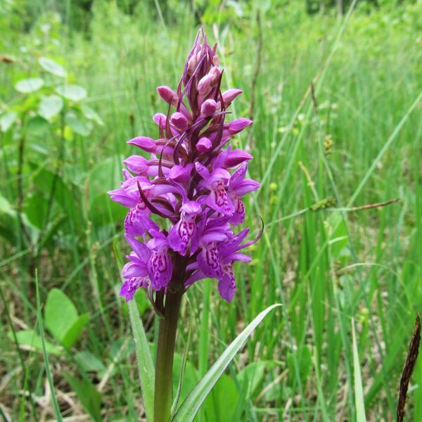 *Stāvlapu dzegužpirkstīte Dactylorhiza incarnata