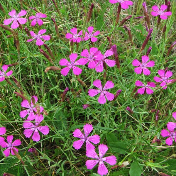 Dzirkstelīte Dianthus deltoides