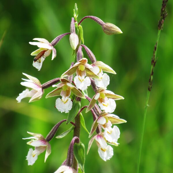 *Purva dzeguzene Epipactis palustris