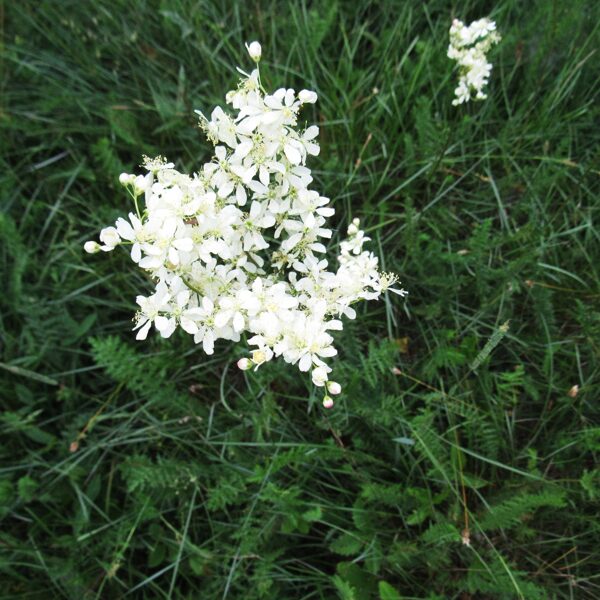 Lielziedu vīgrieze Filipendula ulmaria