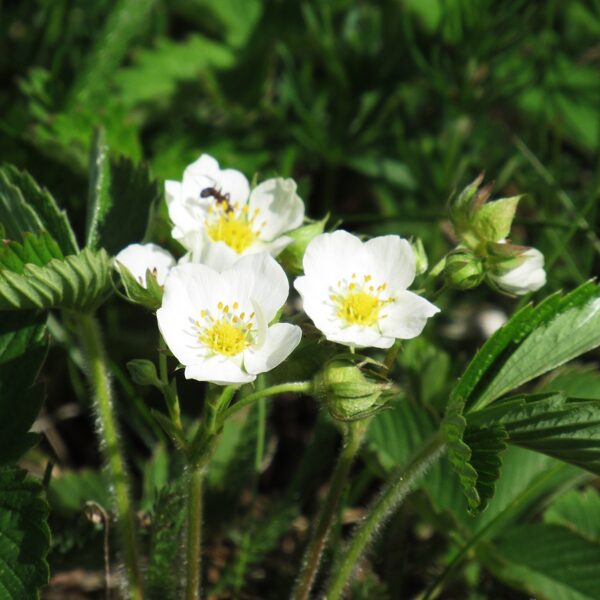 Spradzene Fragaria viridis
