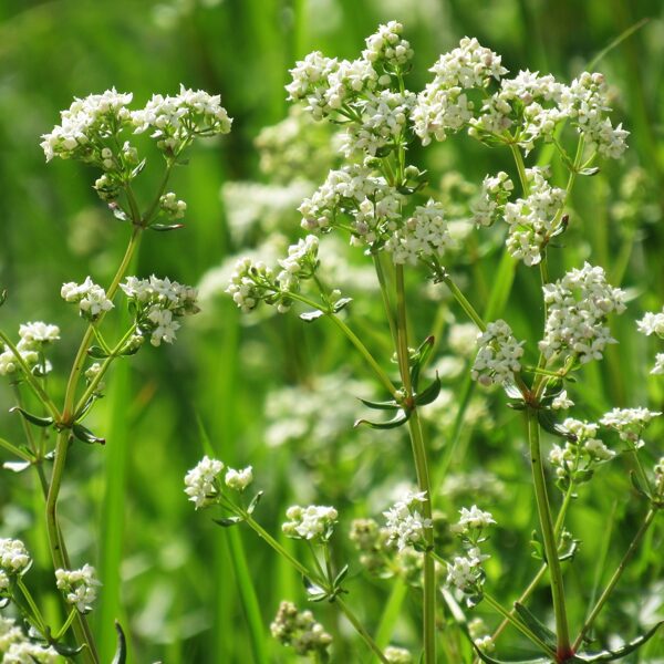 Ziemeļu madara Galium boreale