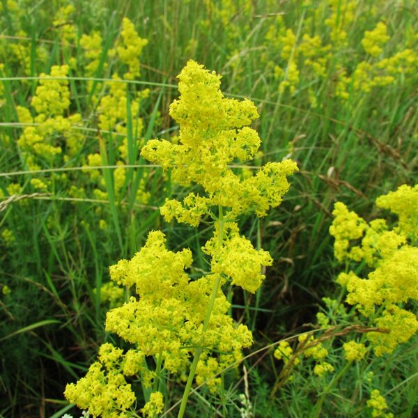 Īstā madara Galium verum