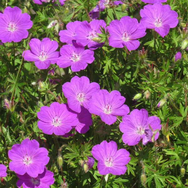 Asinssārtā gandrene Geranium sanguineum