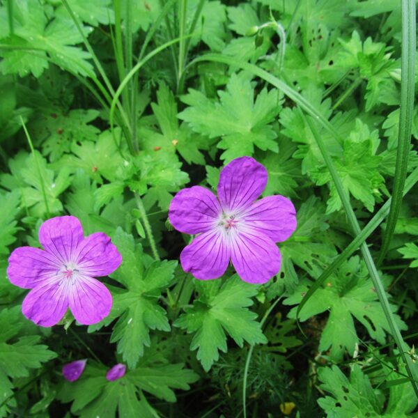 Purva gandrene Geranium palustre
