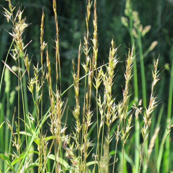 Kailā pļavauzīte Helictotrichon pratensis