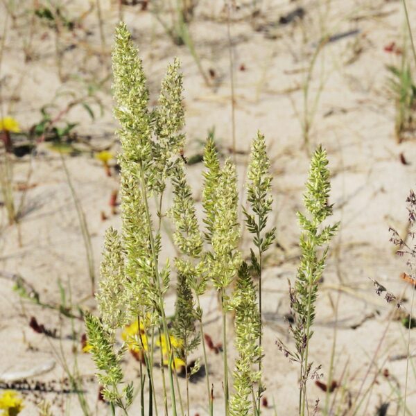 Zilganā kelērija Koeleria glauca