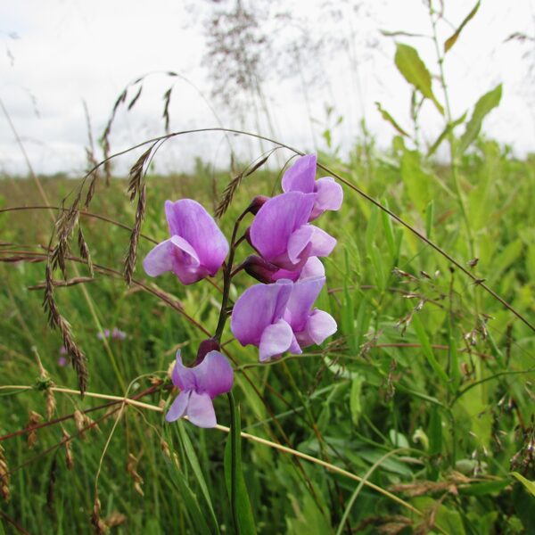 Purva dedestiņa Lathyrus palustris