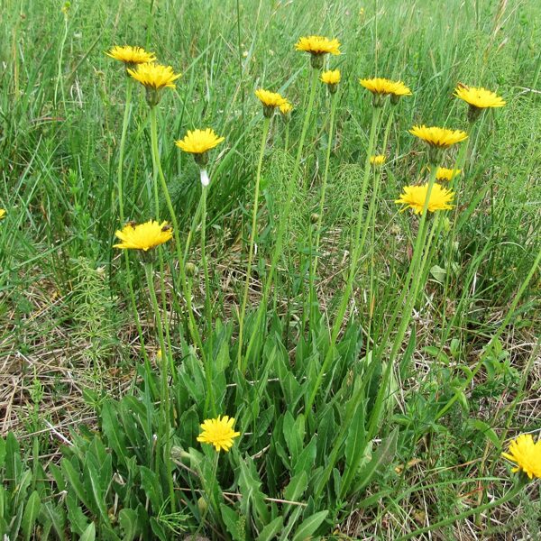 Matainā vēlpiene Leontodon hispidus