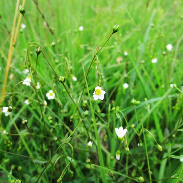 Pļavas liniņš Linum catharticum