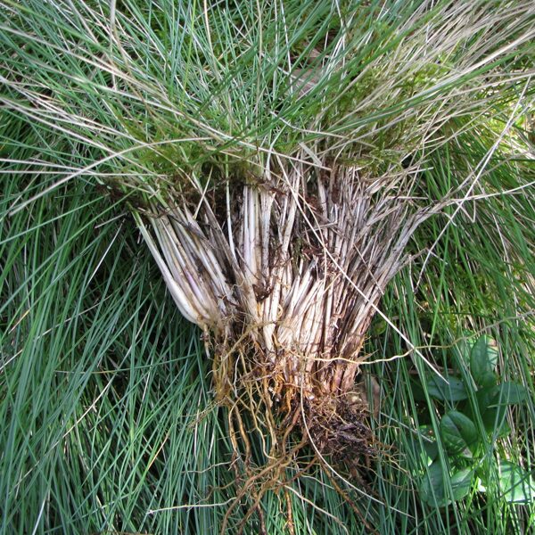 Stāvā vilkakūla Nardus stricta (cers)