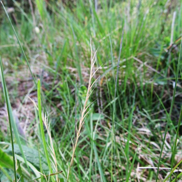 Stāvā vilkakūla Nardus stricta (vārpa)