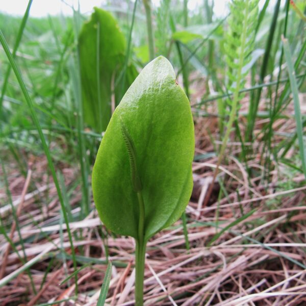 Parastā čūskmēlīte Ophioglossum vulgatum