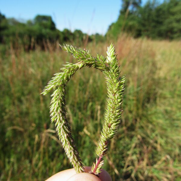 Stepes timotiņš Phleum phleoides