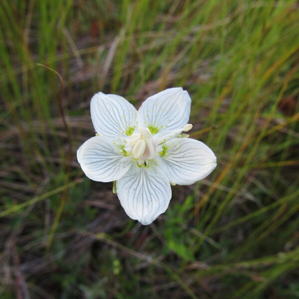 Purva atālene Parnassia palustris (zieds)