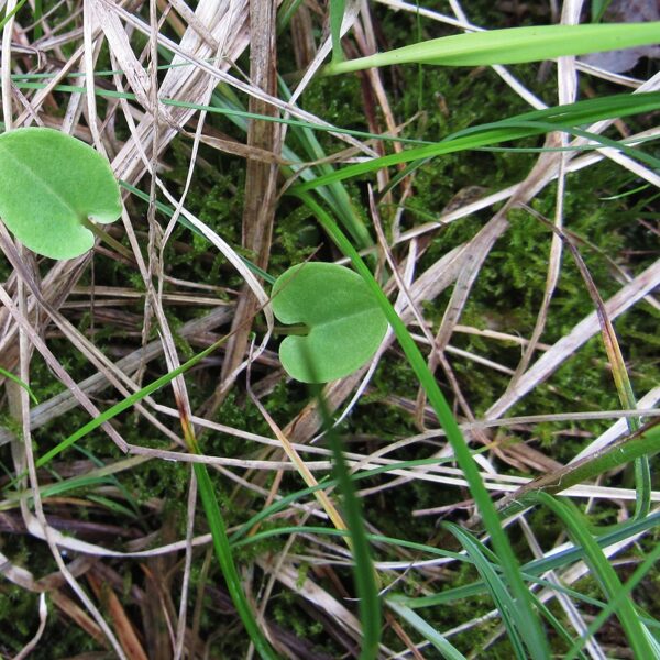 Purva atālene Parnassia palustris (lapas)