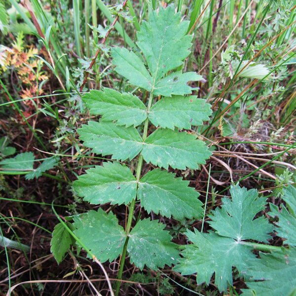Klinšu noraga Pimpinella saxifraga (lapa)