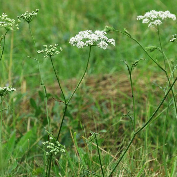 Klinšu noraga Pimpinella saxifraga (ziedkopas)