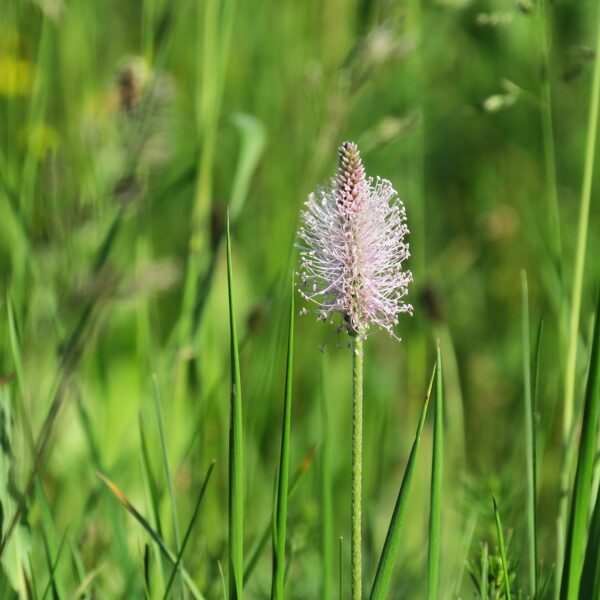 Vidējā ceļteka Plantago media (ziedu vārpa)