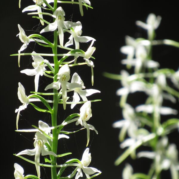 *Naktsvijoles (smaržīgā un zaļzziedu), attēlā – smaržīgā naktsvijole