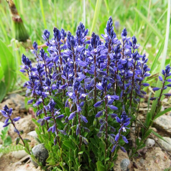 Rūgtā ziepenīte Polygala amarella