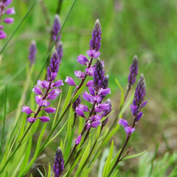 Cekulainā ziepenīte Polygala comosa