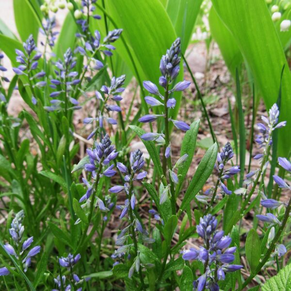 Parastā ziepenīte Polygala vulgaris
