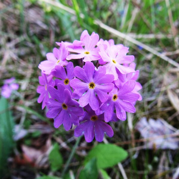 *Bezdelīgactiņa Primula farinosa
