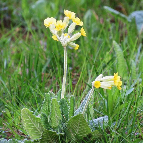 Gaiļbiksīte Primula veris