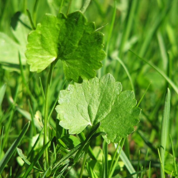 Zeltainā gundega Ranunuculus auricomus (lapas)