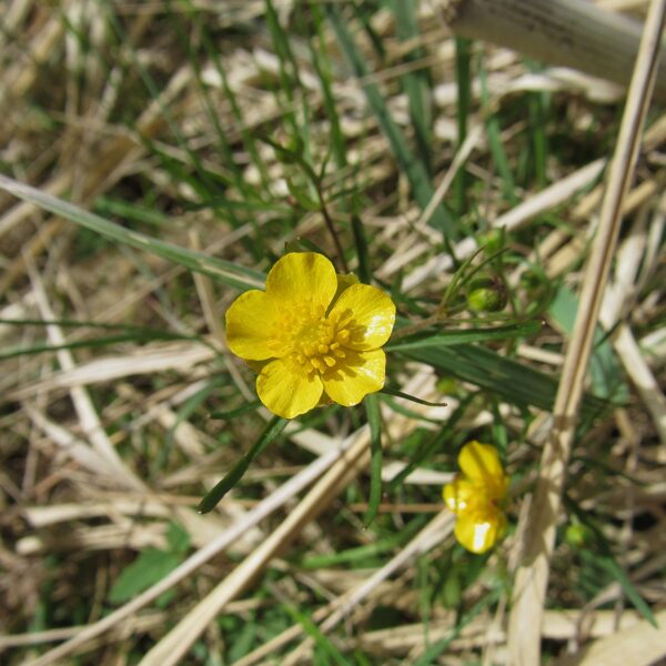 Zeltainā gundega Ranunuculus auricomus (zieds)