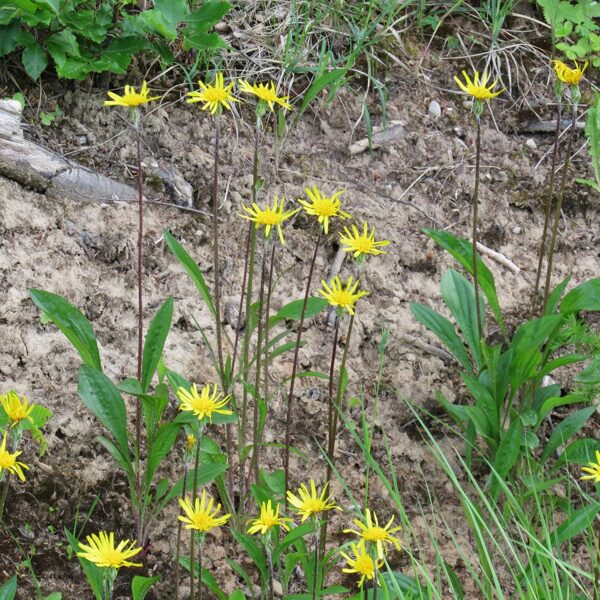 Zemā raudupe Scorzonera humilis (kopskats, ziedi)